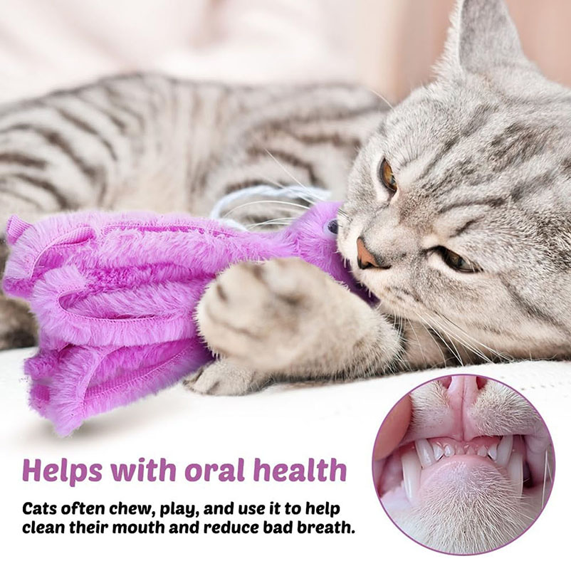 ألعاب قطط الأخطبوط اللطيفة للق - مراجعة Pet Supplies Young وسعره